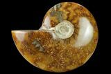 Polished Ammonite (Cleoniceras) Fossil - Madagascar #166668-1